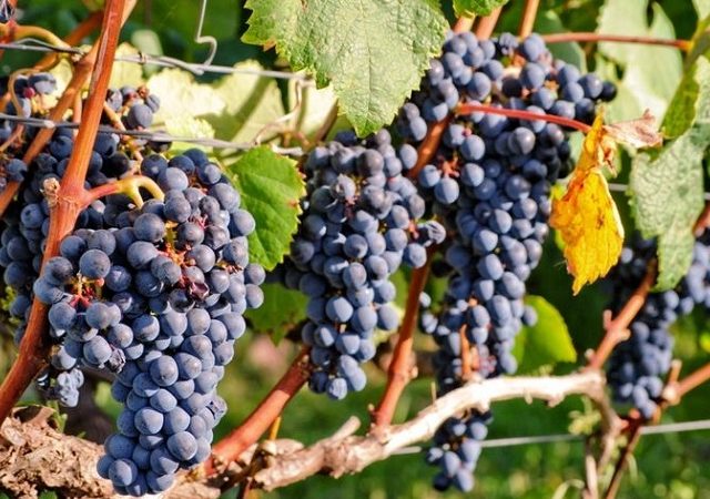 10 melhores vinícolas no Uruguai