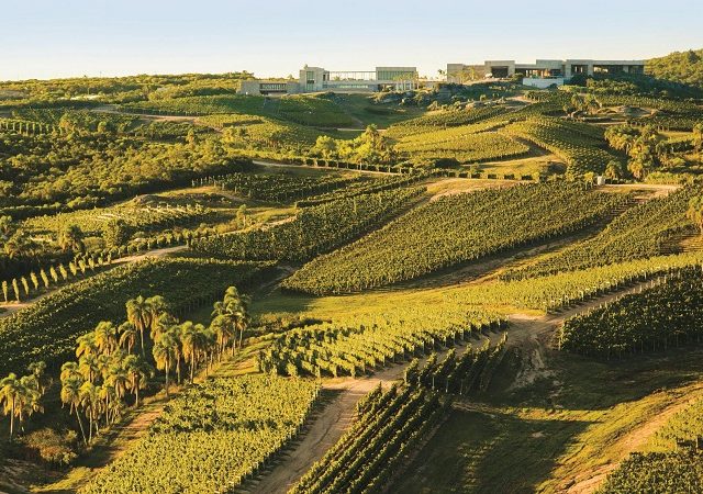 Tour de adegas e degustação de vinho no Uruguai
